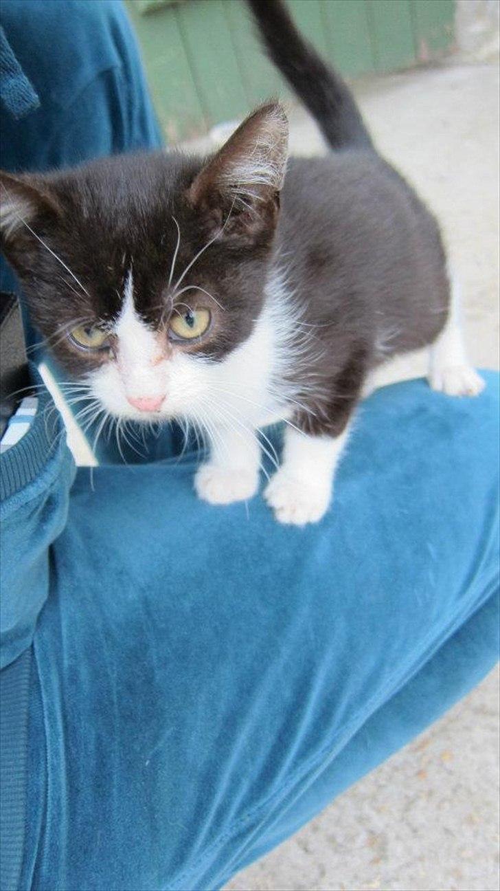 Huskat Miv billede 5