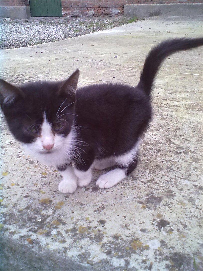 Huskat Miv billede 6