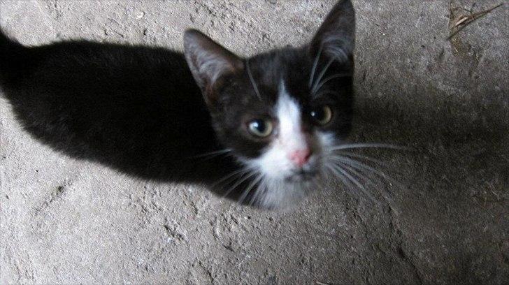 Huskat Miv billede 8