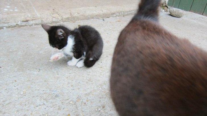 Huskat Miv billede 11