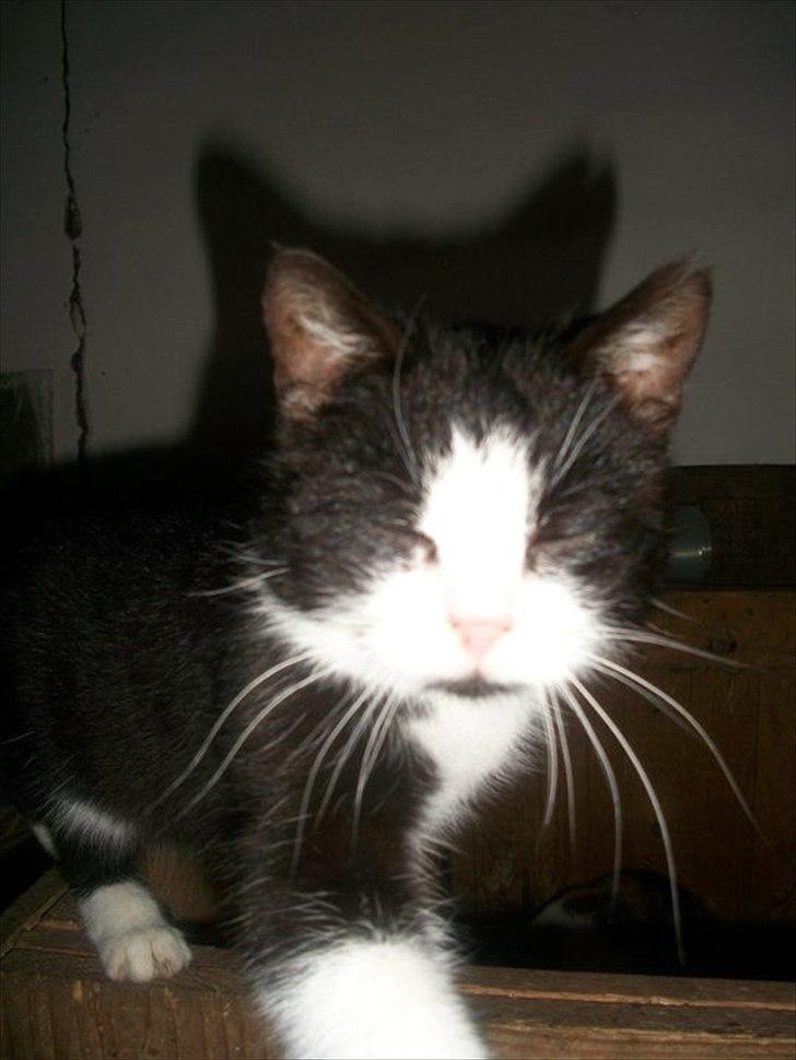 Huskat Miv - Miv's mor (Mc)<3 billede 12