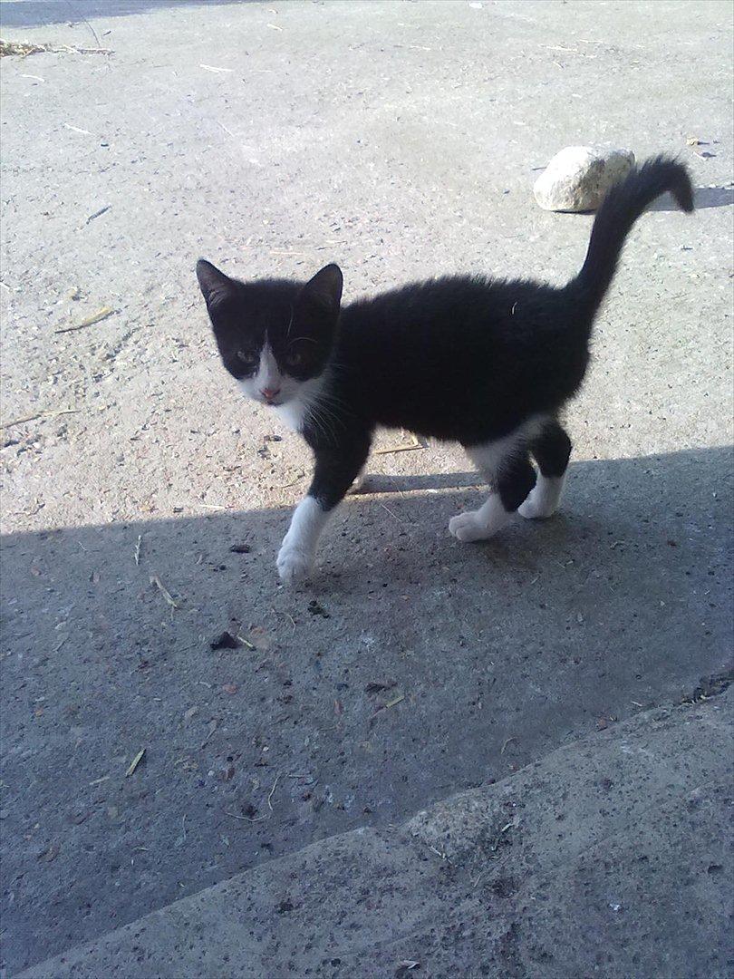 Huskat Miv billede 13