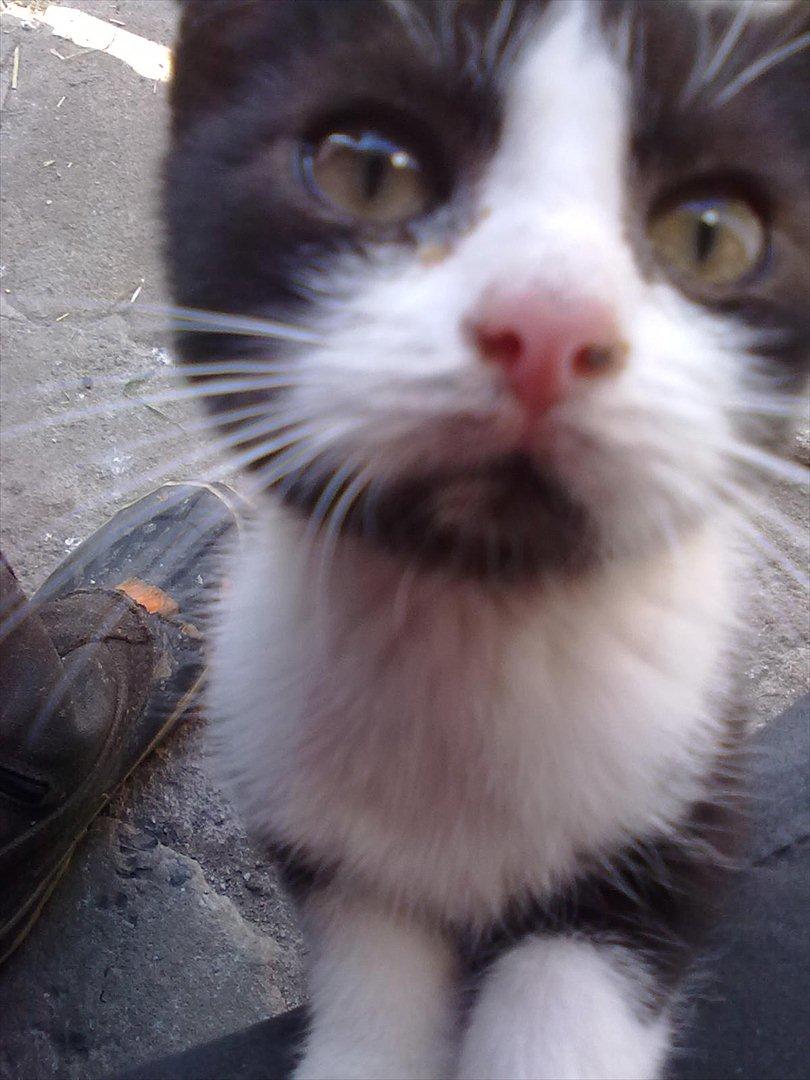 Huskat Miv billede 14