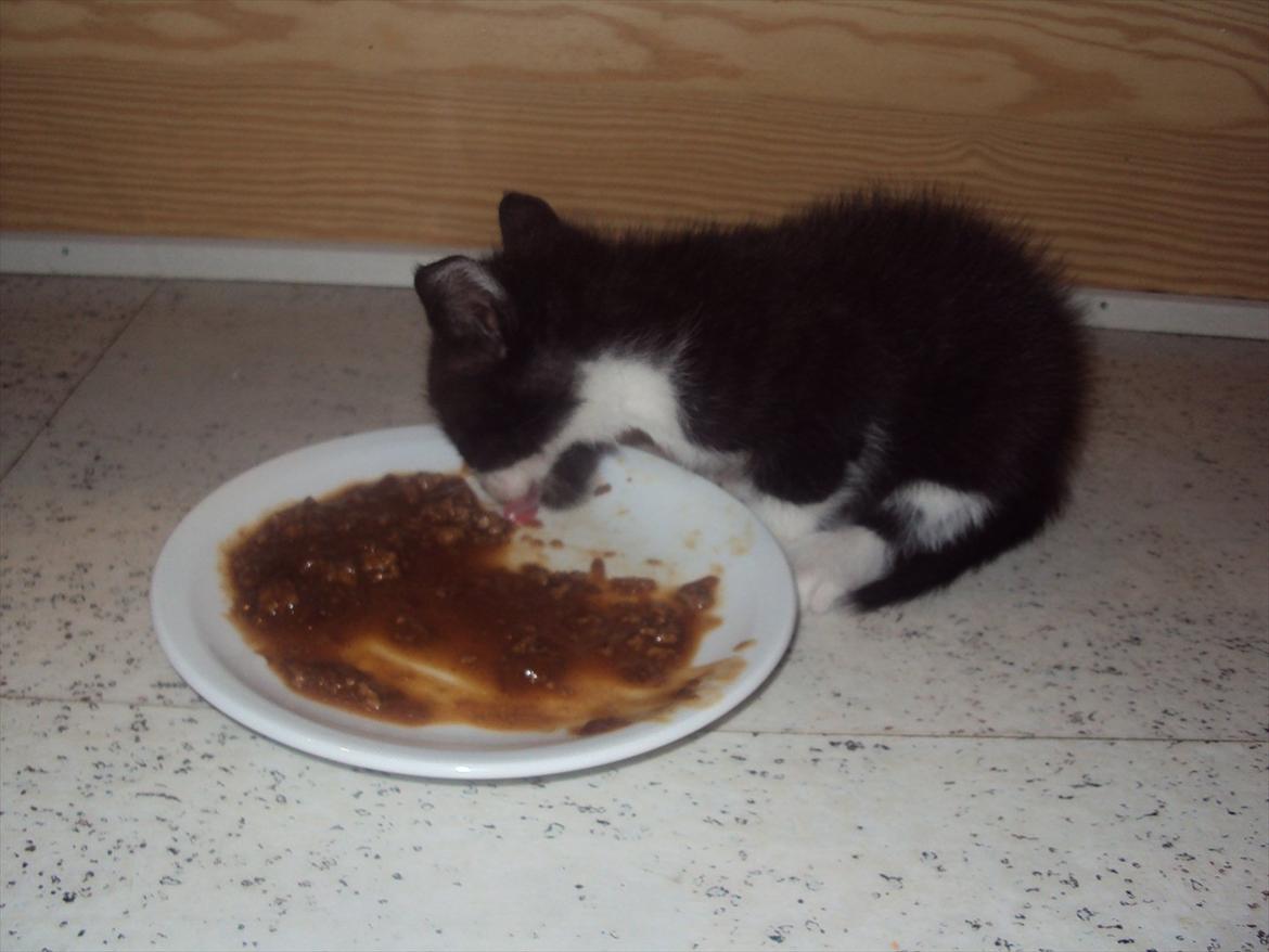 Huskat Miv - Der er Miv kun 5 uger gammel :D billede 15