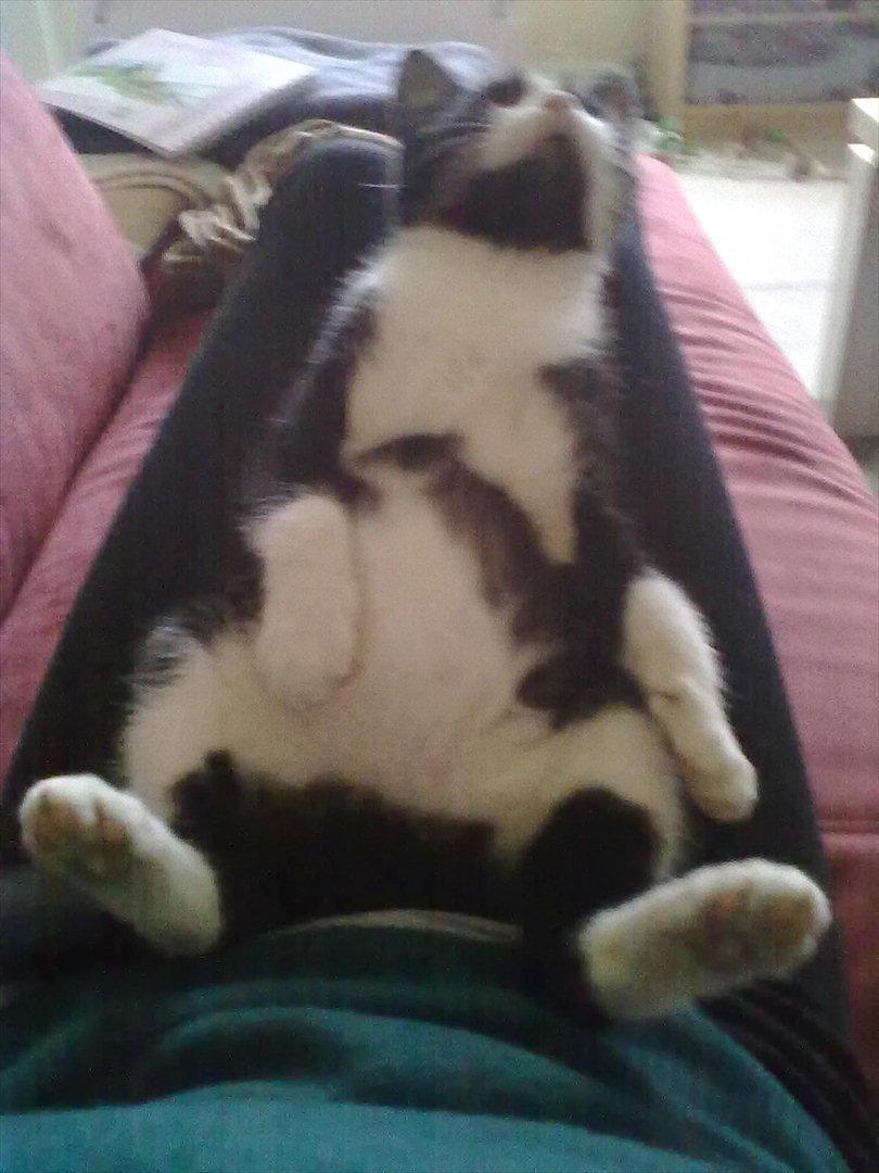 Huskat Miv - Miv hygger sig med Anne-Mia<3 billede 3