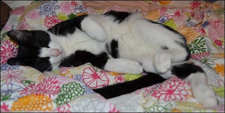 Huskat Sylvester billede 2