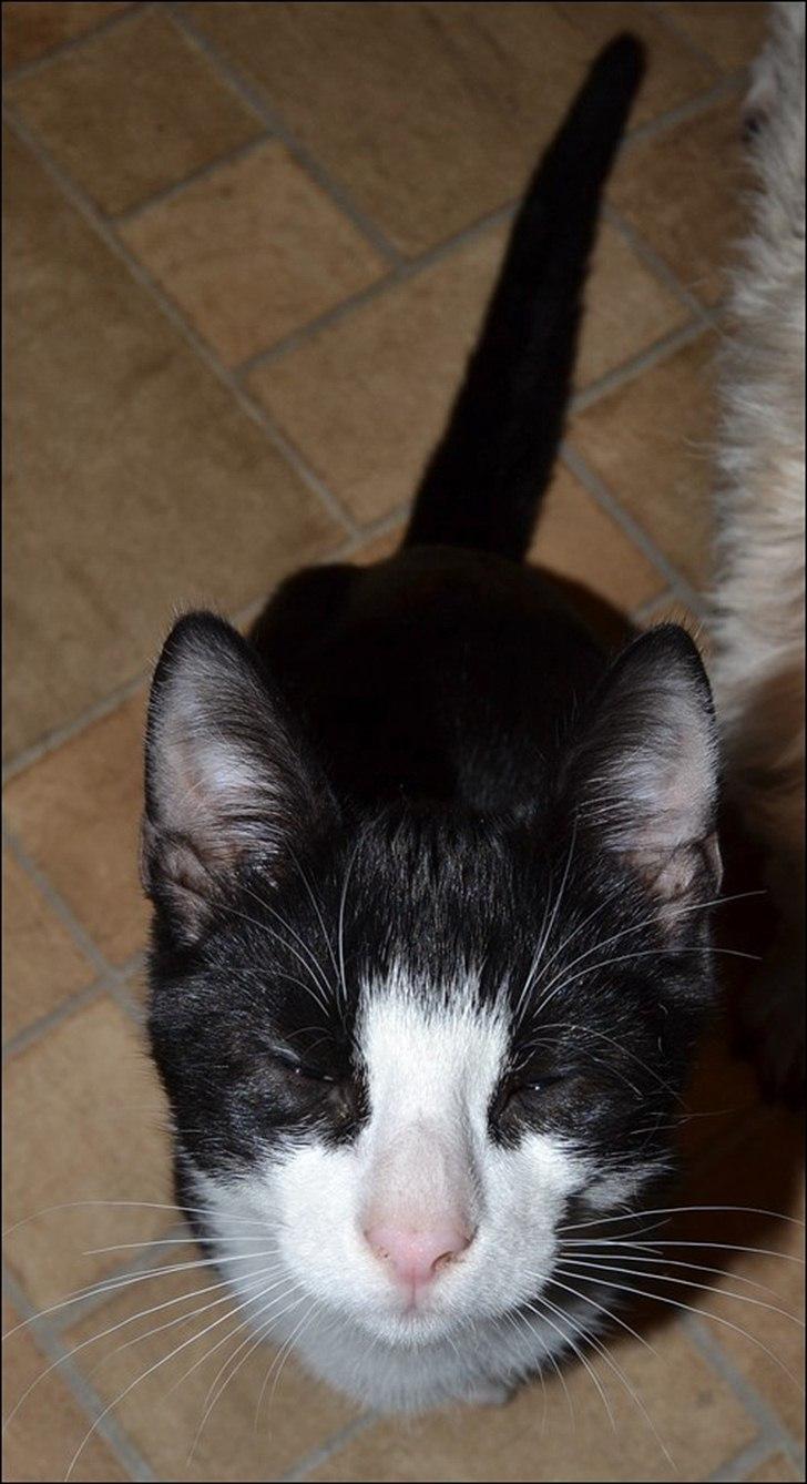 Huskat Sylvester billede 3