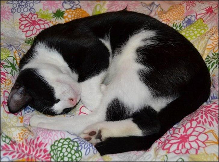 Huskat Sylvester billede 4