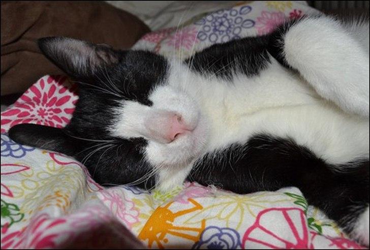 Huskat Sylvester billede 5