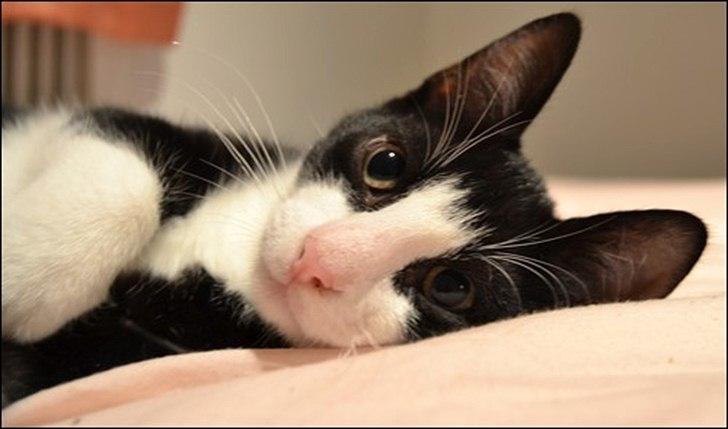 Huskat Sylvester billede 6