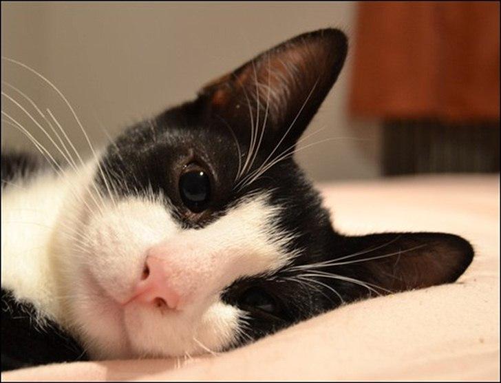 Huskat Sylvester billede 7