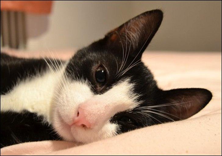 Huskat Sylvester billede 8