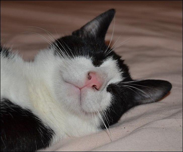 Huskat Sylvester billede 9