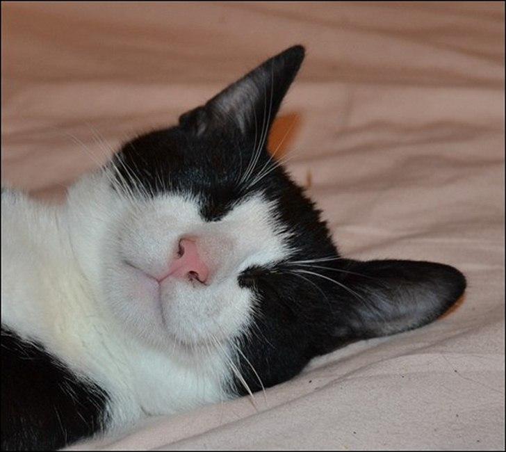 Huskat Sylvester billede 10