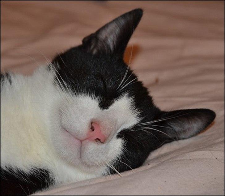 Huskat Sylvester billede 11