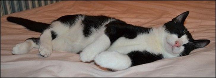 Huskat Sylvester billede 12