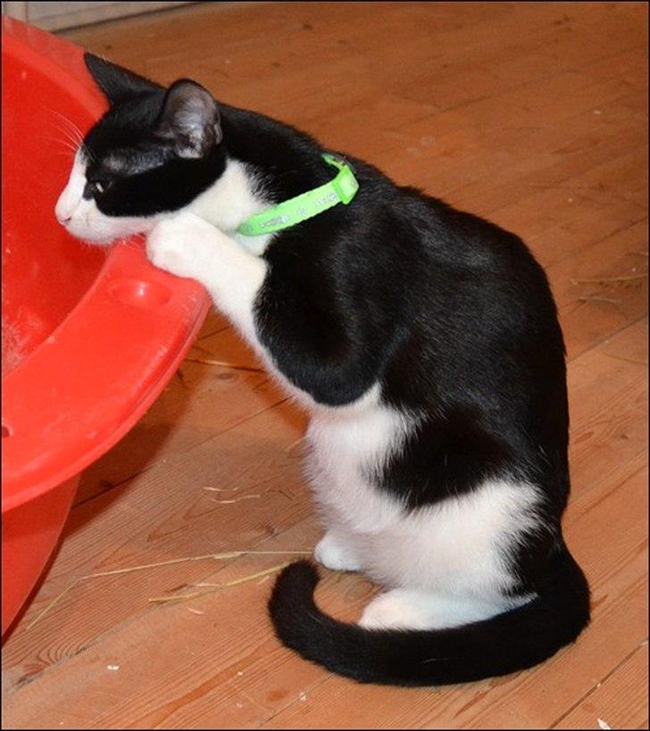 Huskat Sylvester billede 13