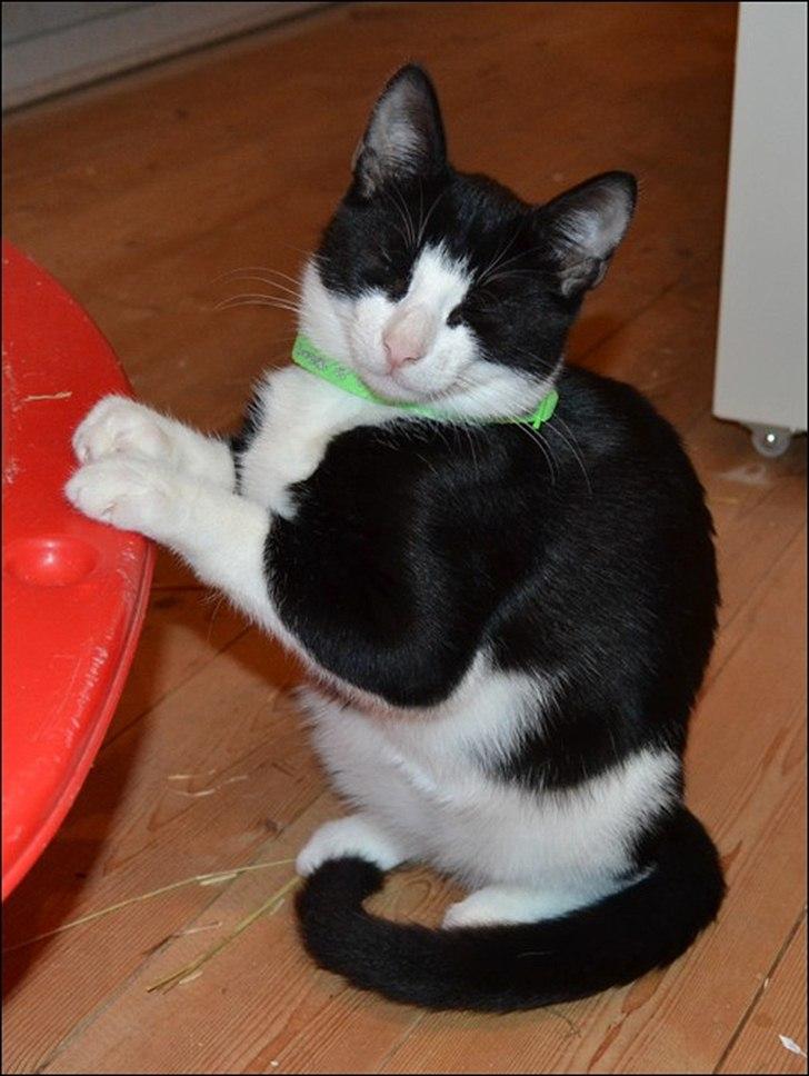 Huskat Sylvester - "Hvem? Mig? Nedstirrer kaninen? Neeeej, hvor får du den idé fra?!" billede 14