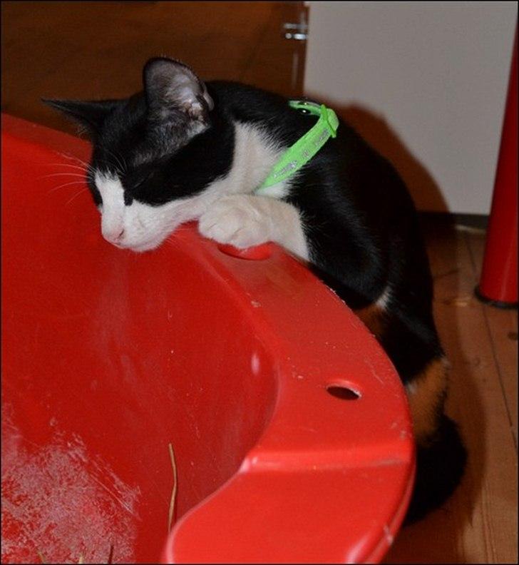 Huskat Sylvester billede 15