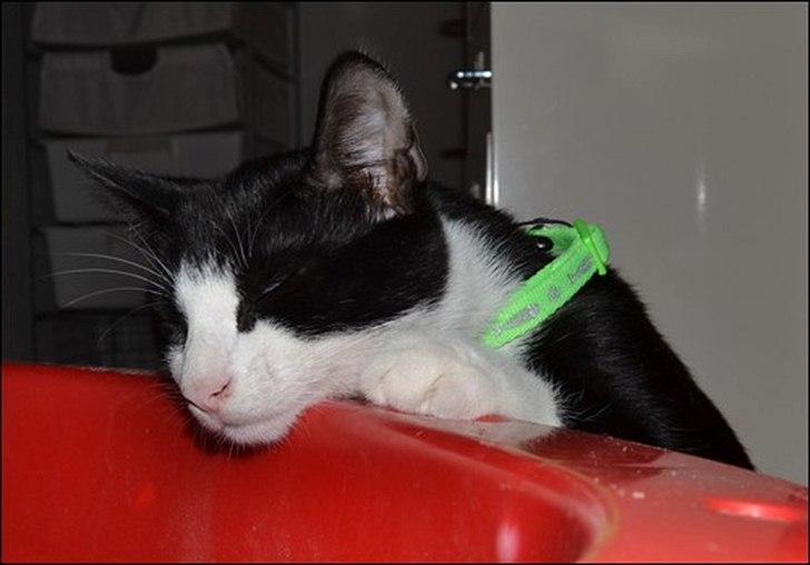 Huskat Sylvester billede 16