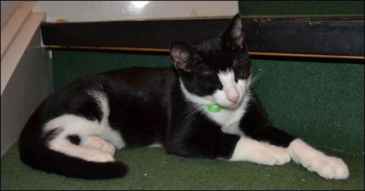 Huskat Sylvester billede 17