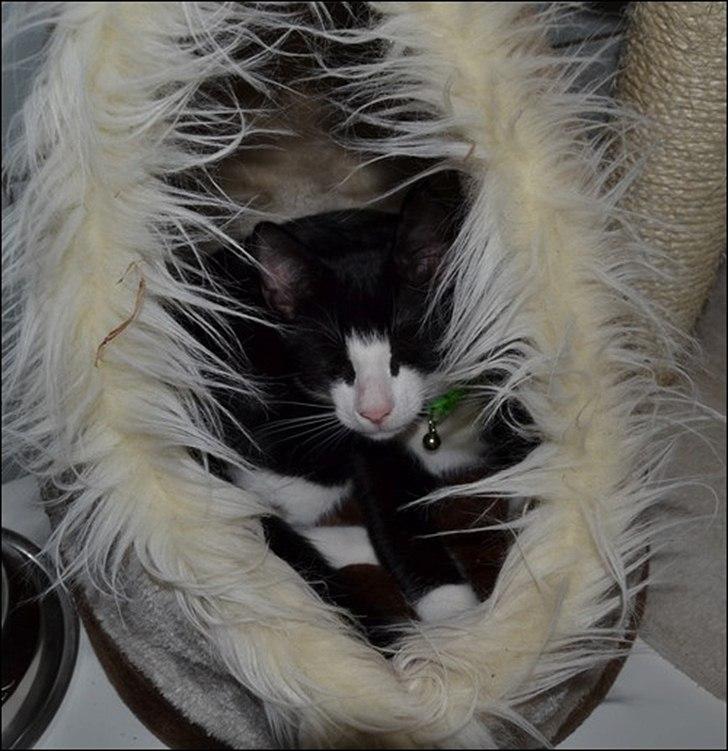 Huskat Sylvester - "Tittebøh!" billede 18