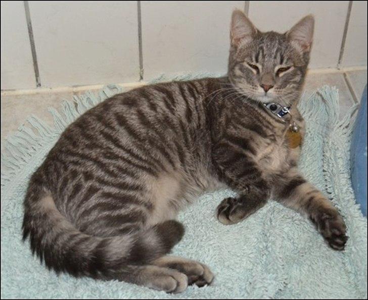 Huskat Sölvi Hittemis billede 17