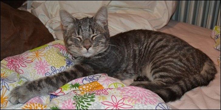 Huskat Sölvi Hittemis billede 2