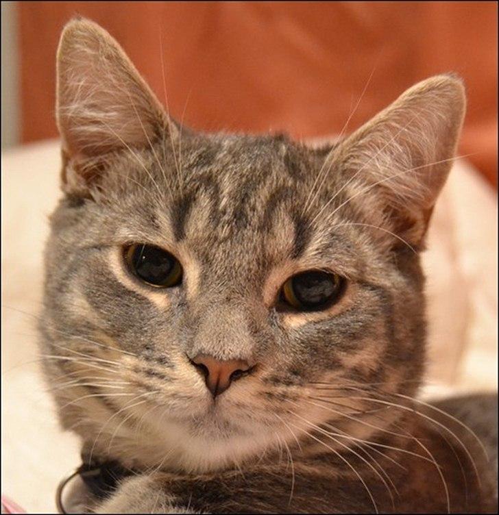 Huskat Sölvi Hittemis billede 18