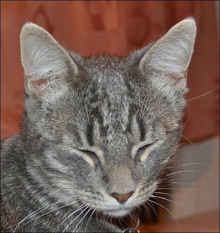 Huskat Sölvi Hittemis billede 20