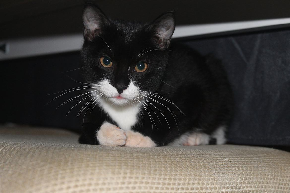 Blanding af racer Mille - Velkommen til Milles profil. billede 1