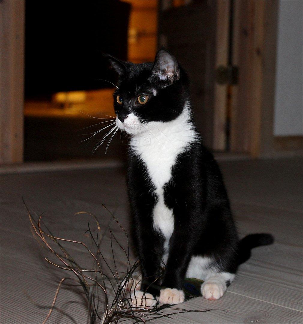 Blanding af racer Mille billede 2