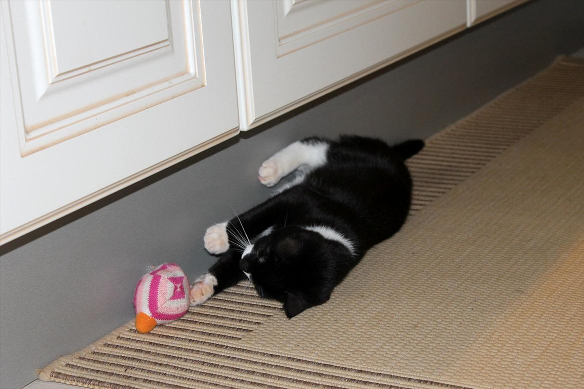 Blanding af racer Mille billede 3