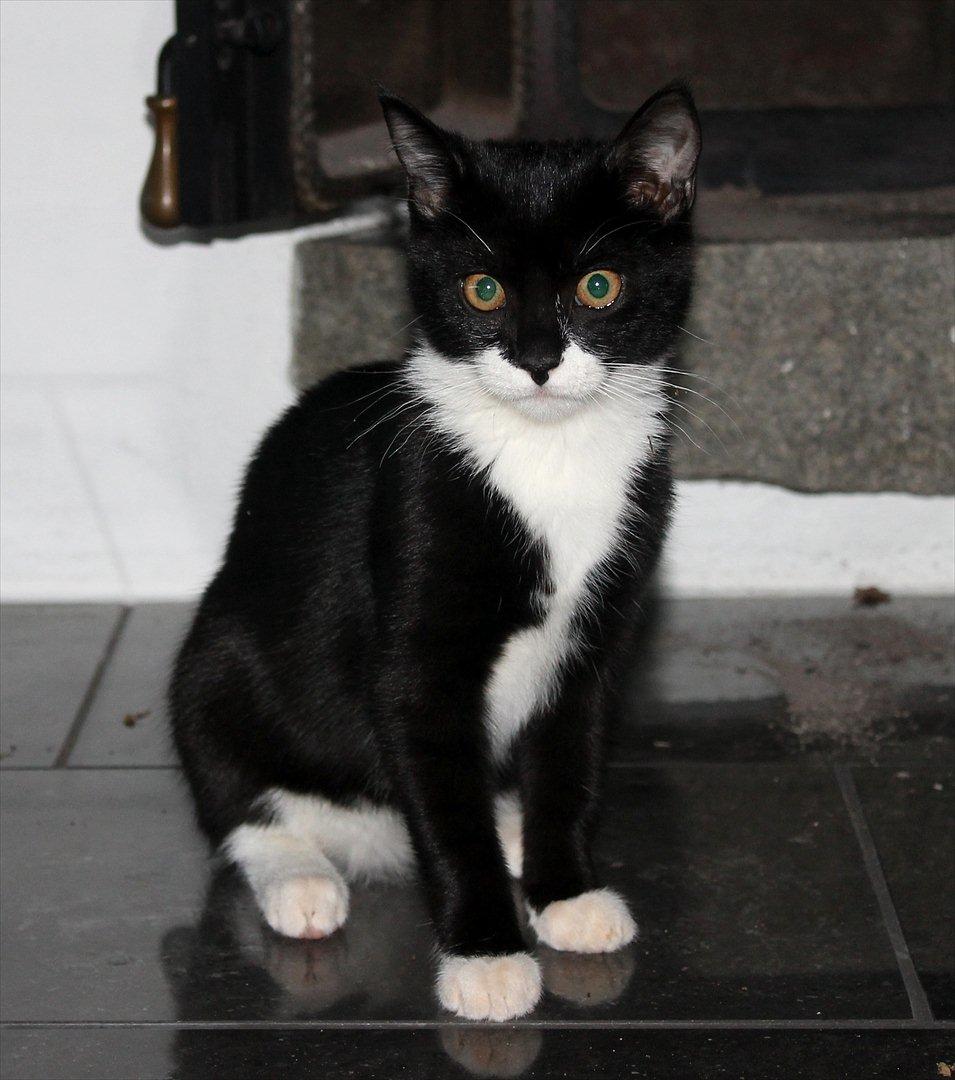 Blanding af racer Mille billede 4