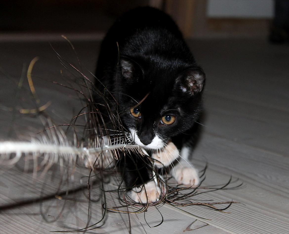 Blanding af racer Mille billede 5