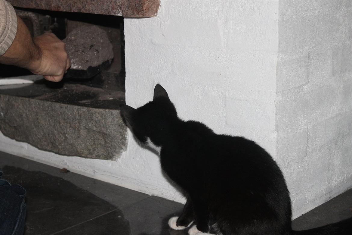 Blanding af racer Mille billede 6