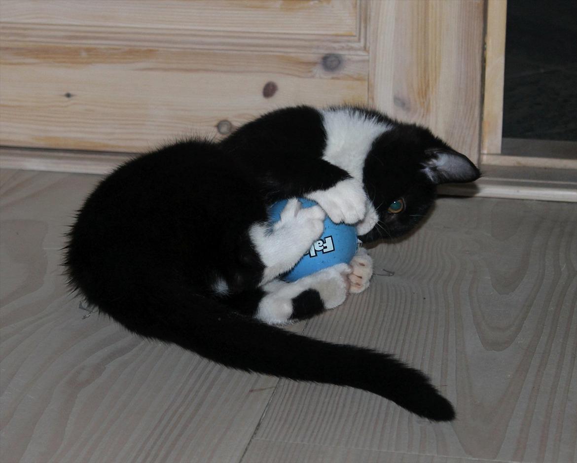 Blanding af racer Mille billede 9