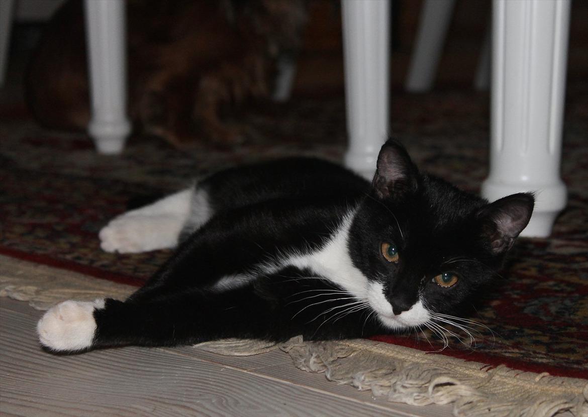 Blanding af racer Mille billede 10