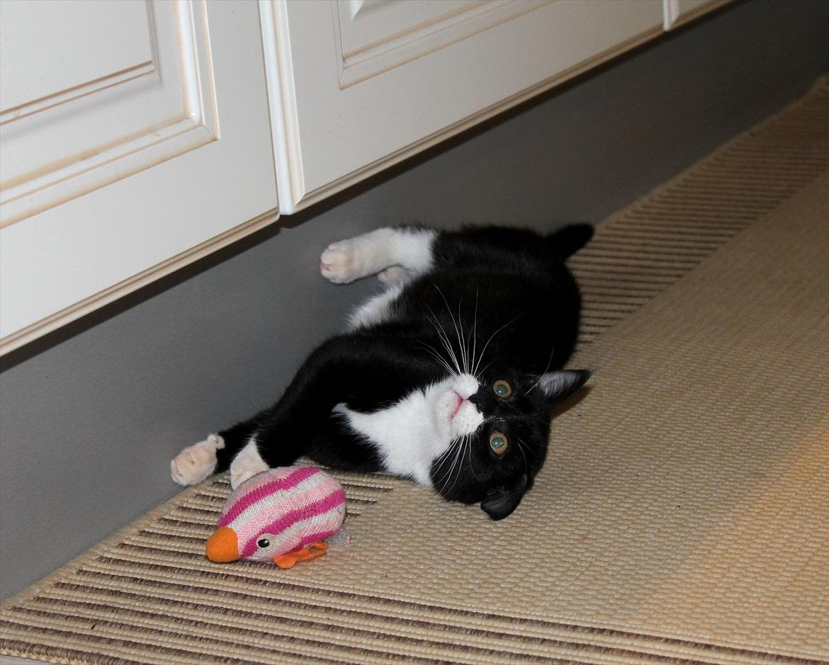 Blanding af racer Mille billede 11