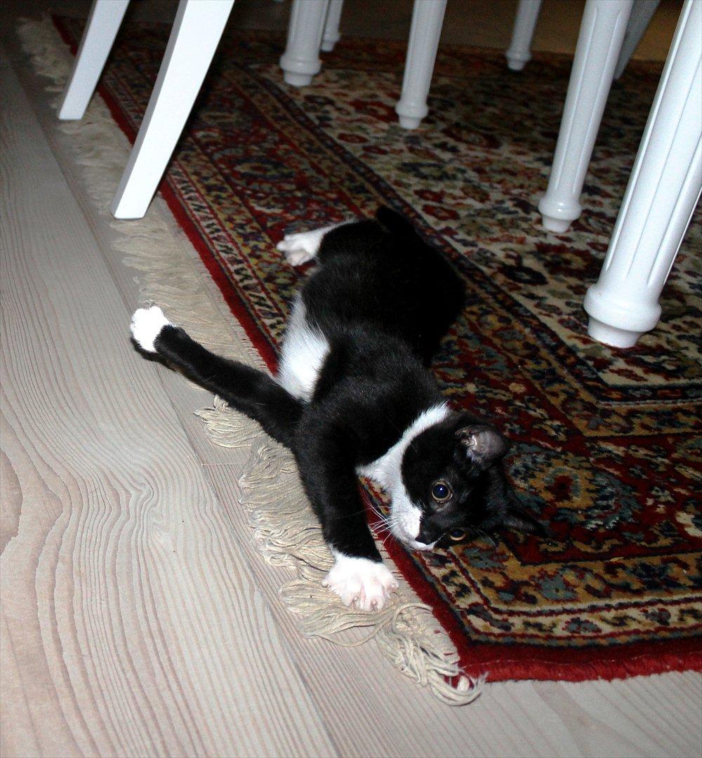 Blanding af racer Mille billede 12