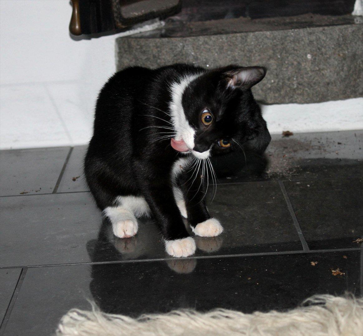 Blanding af racer Mille billede 13