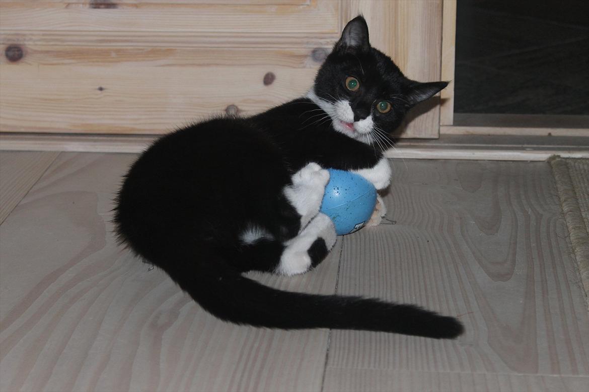 Blanding af racer Mille billede 14