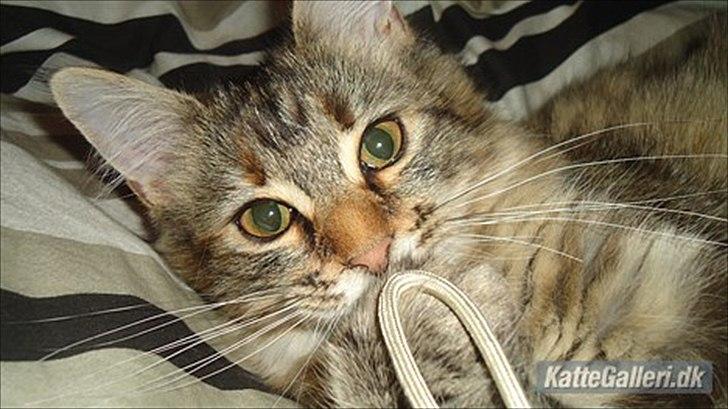 Maine Coon Tiffany (Tiff) - Tiffany (Chili som hun hedder nu) hos hendes nye ejer :) Ca. 4 måneder gammel. billede 19