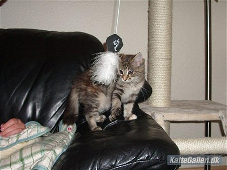 Maine Coon Tiffany (Tiff) - Tiffany (Chili) da hun næsten lige var ankommet hos hendes nye ejer :) billede 20