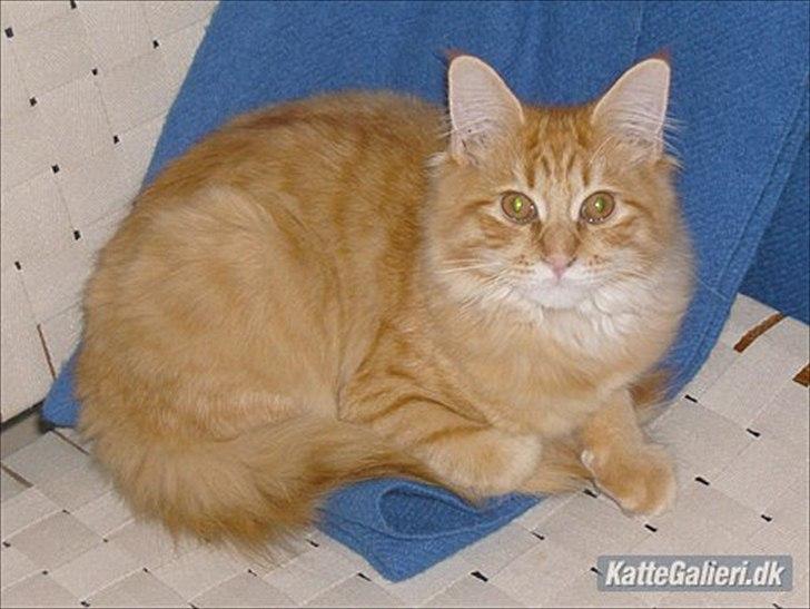 Maine Coon Spaghetti - Spaghetti (Hannibal som han hedder nu) hos hans nye ejer ca. 5 måneder gammel :) billede 20