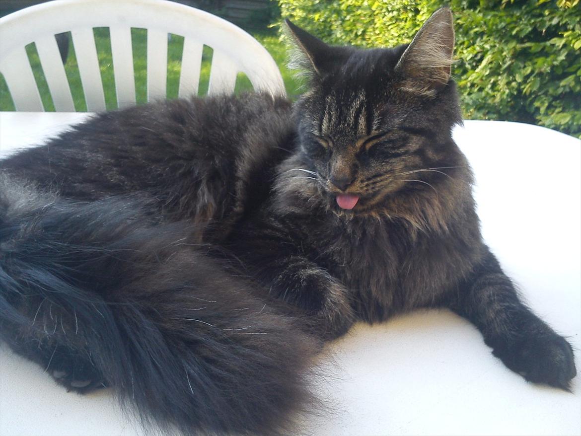 Blanding af racer Gizmo - Smukke Gizmo (: . billede 1