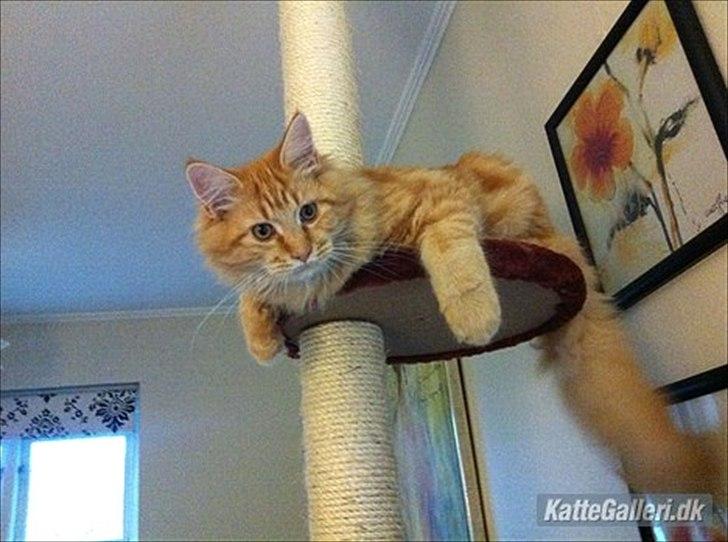 Maine Coon Simba - Simba (Diego som han hedder nu) hos hans nye ejere, ca. et halvt år gammel :)  billede 18