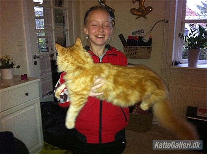Maine Coon Simba - Simba (Diego) hos hans nye ejer, se hvor stor han er blevet! Næsten 6 kilo! o: Ca. et halvt år gammel. billede 19