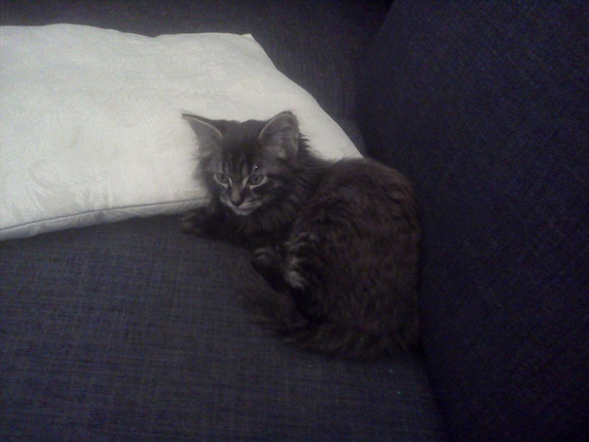 Blanding af racer Gizmo - Gizmo som baby (: . billede 2