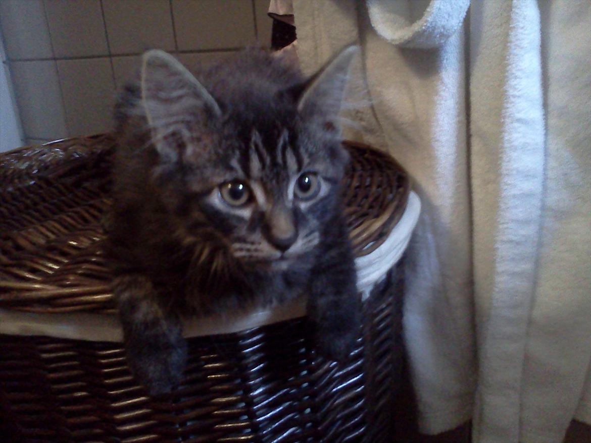 Blanding af racer Gizmo - Lille mig (: . billede 3